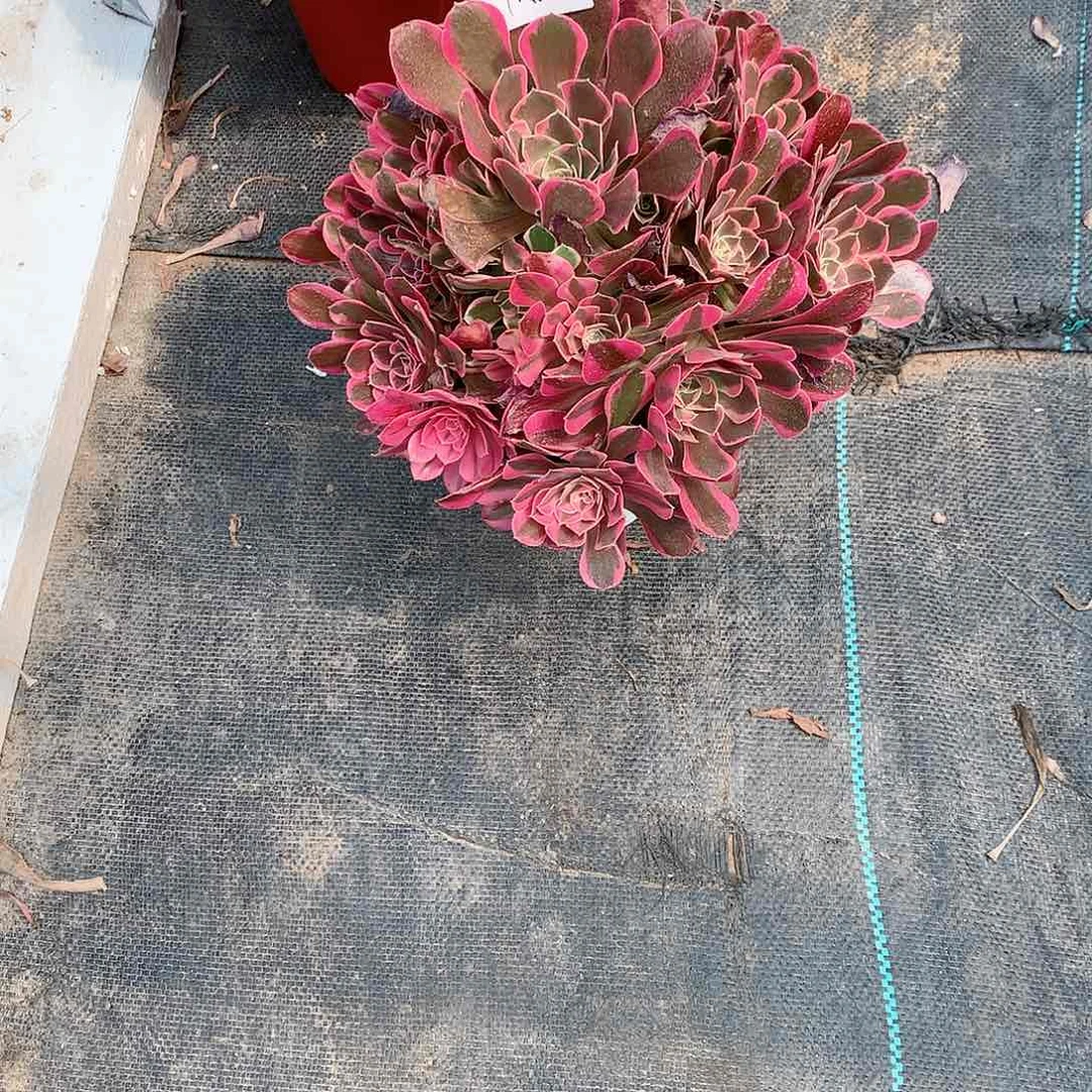 【闪购商品】平*叔皇后，多肉
