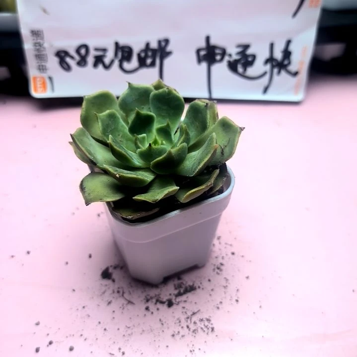 棕玫瑰，满8.8包邮发货谢谢