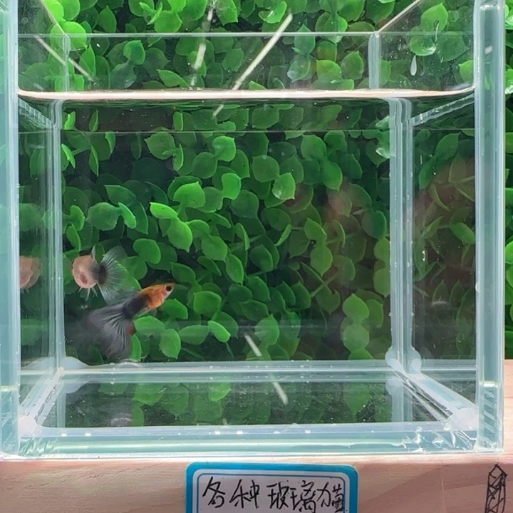 孔雀鱼2黄化蓝礼服玻璃猫一对