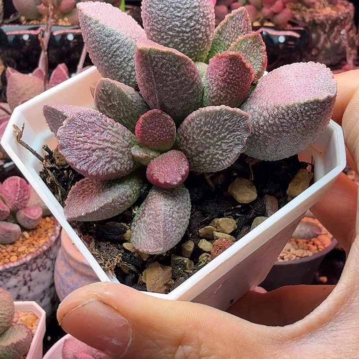 水蜜桃的味道真的很好