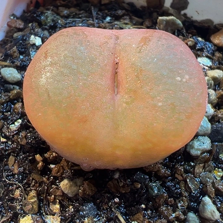 145多肉植物种类多样