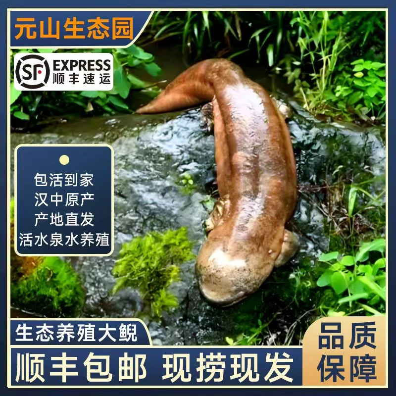 ‘’娃娃鱼‘’2-6斤人工养殖子二代元山生态养殖娃娃鱼海鲜包活到家
