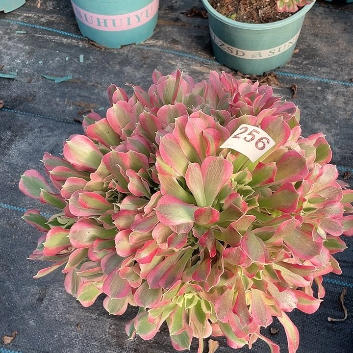 白凤256   冠幅30+