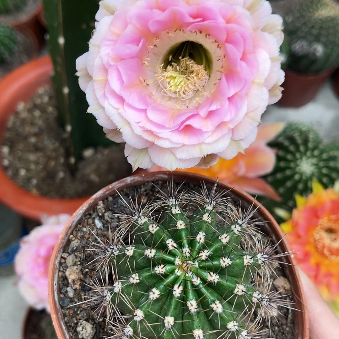 彩草520号带根4.5-5公分左右