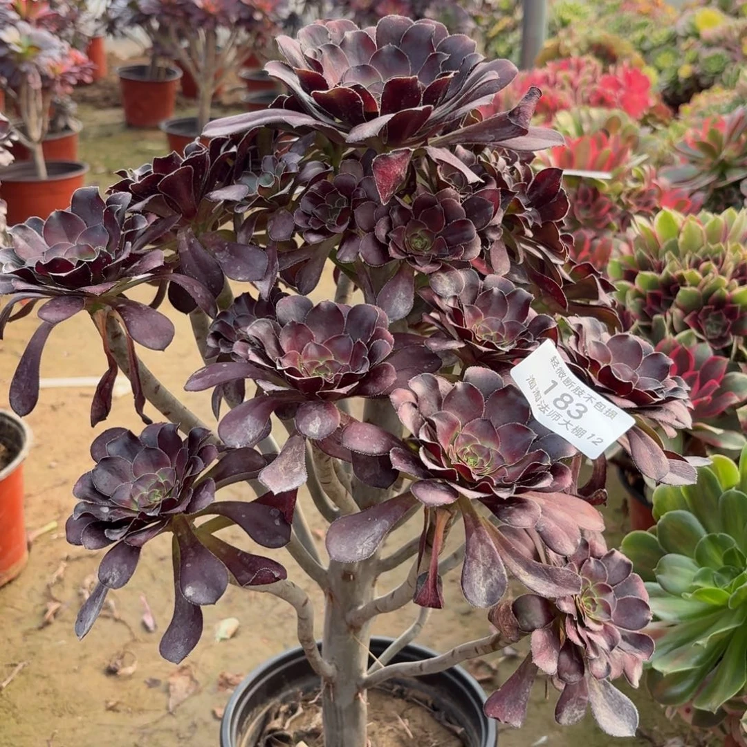 183圆叶黑法师多肉植物