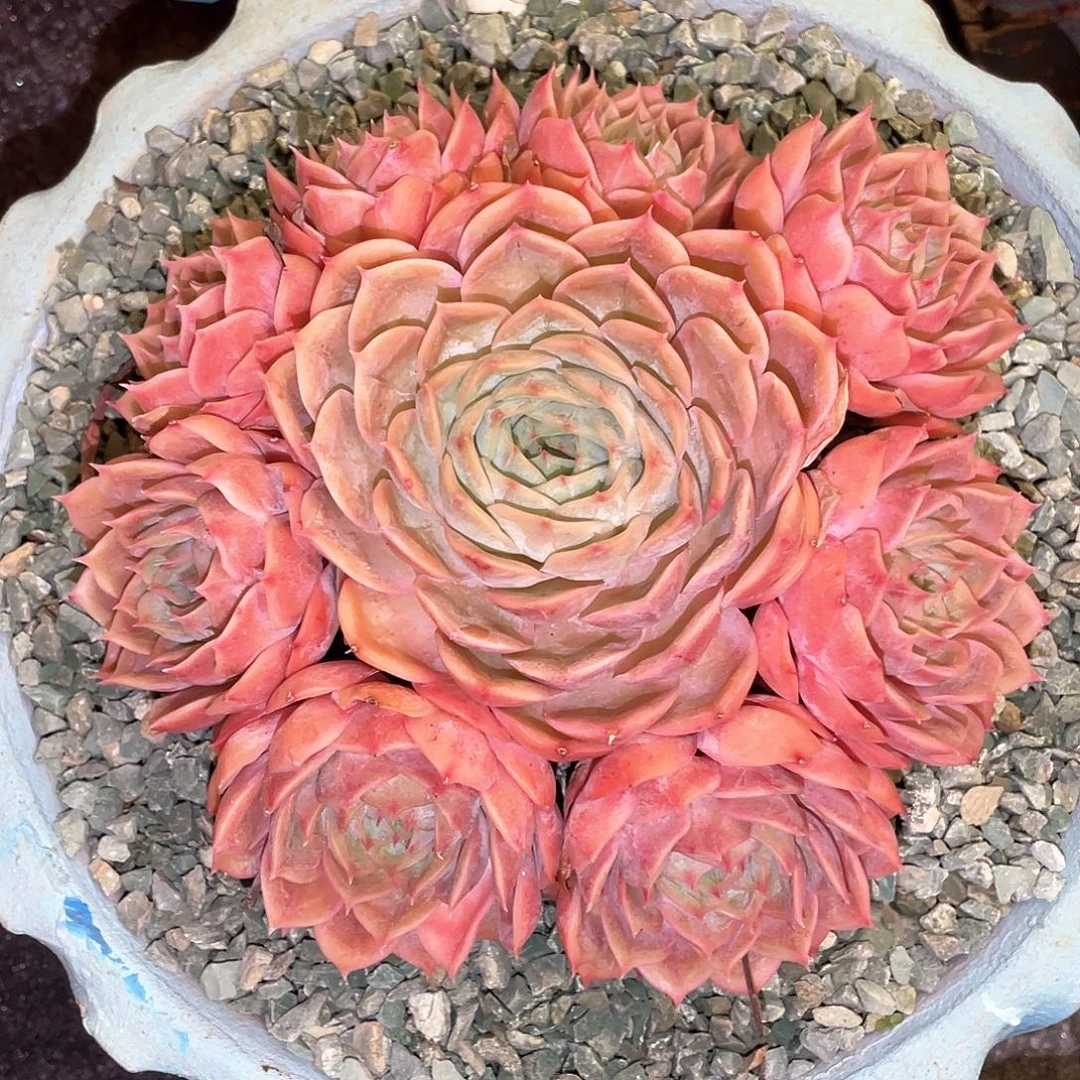 多肉植物一物一拍