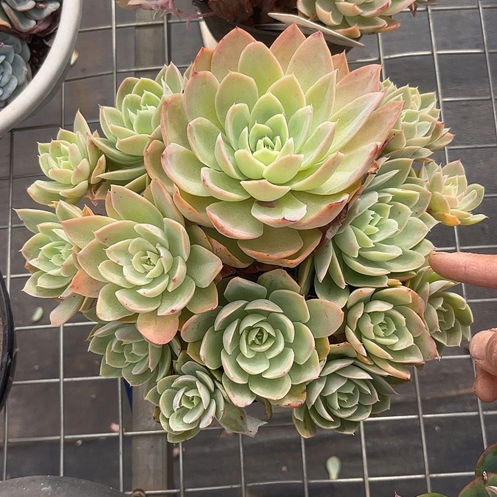 晨语多肉，一物一拍丝绸