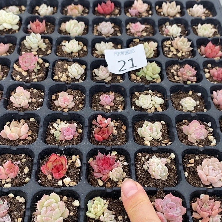 21 多肉植物盆栽花卉