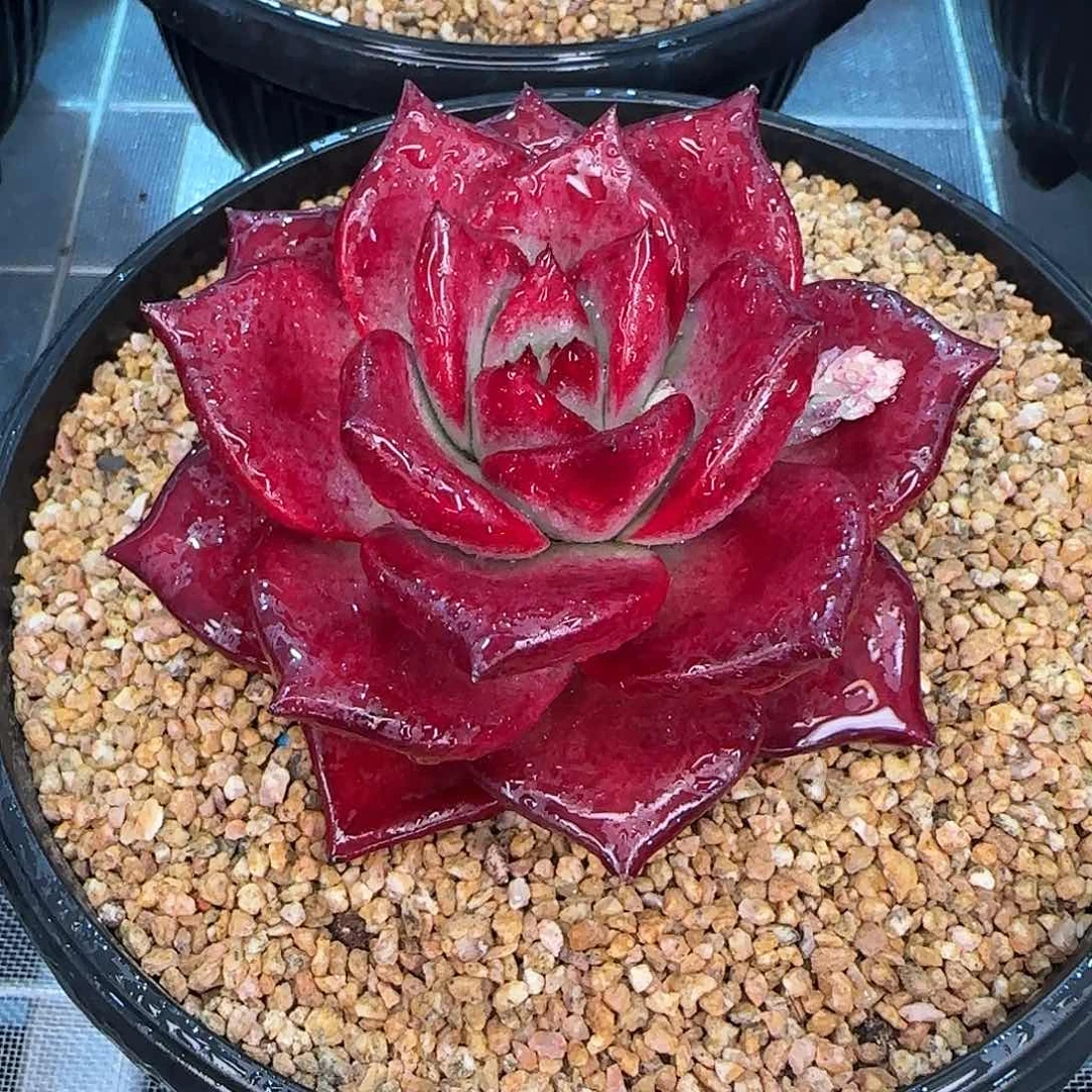 从前慢花园精选罗宾