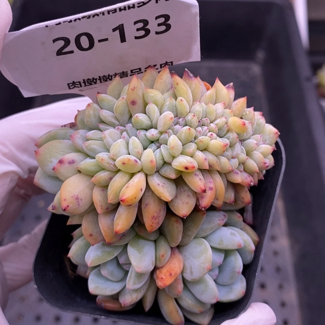 【闪购商品】20-133