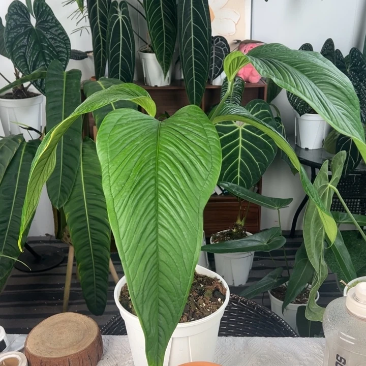 不开花植物母本青羽2叶长44