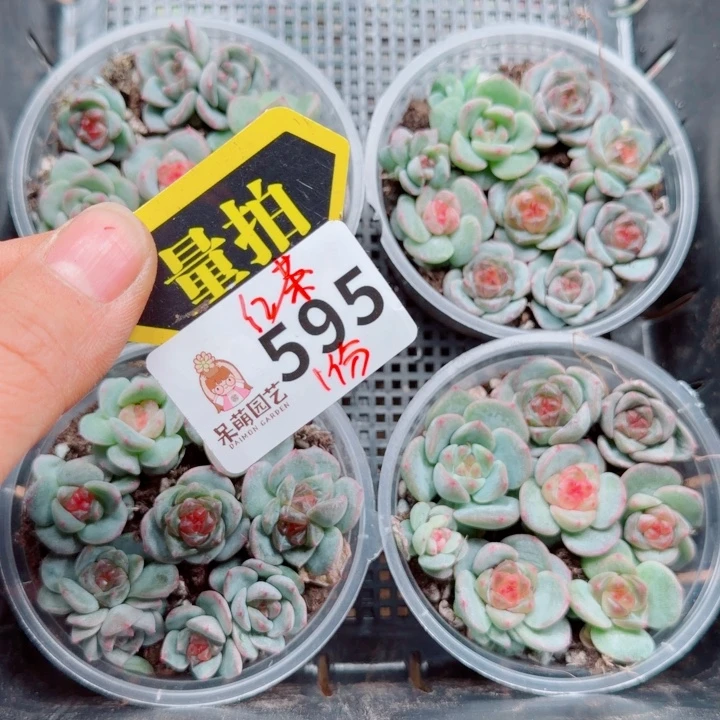 多肉植物多肉植物