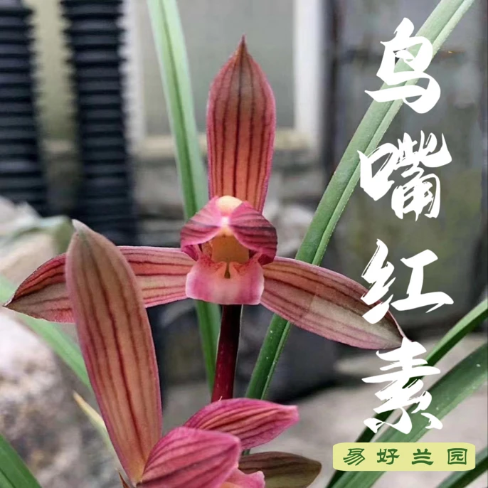 春剑鸟嘴红素，春剑10大名品