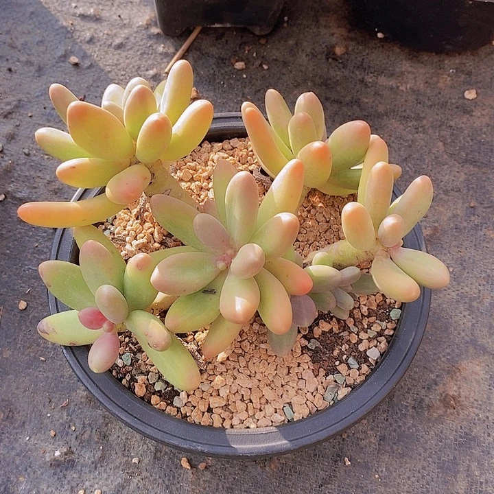 小***子果糖多肉植物老桩