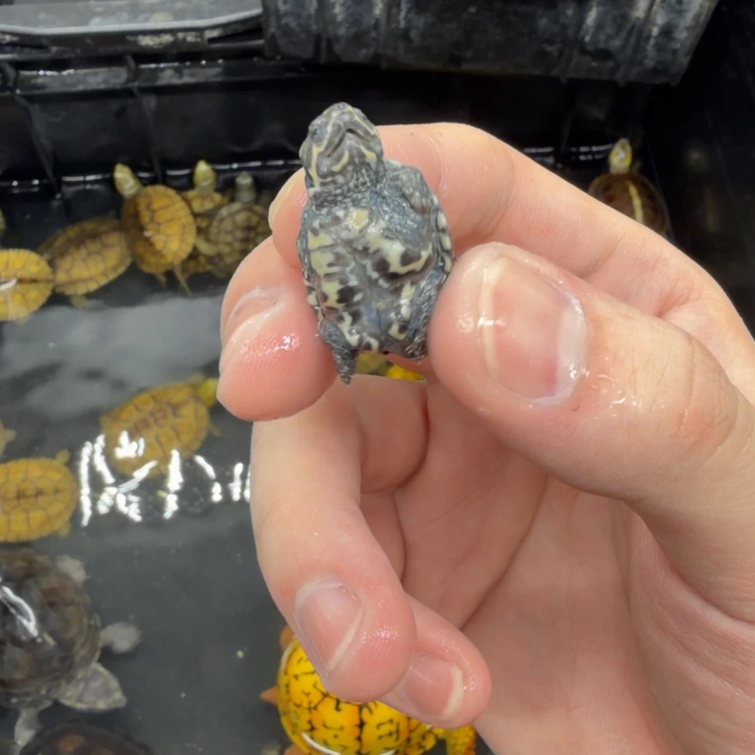 宠物龟不分公母麝香瑕疵