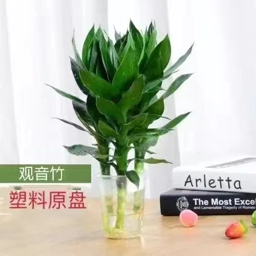 观音竹  水培植物  一盆三枝