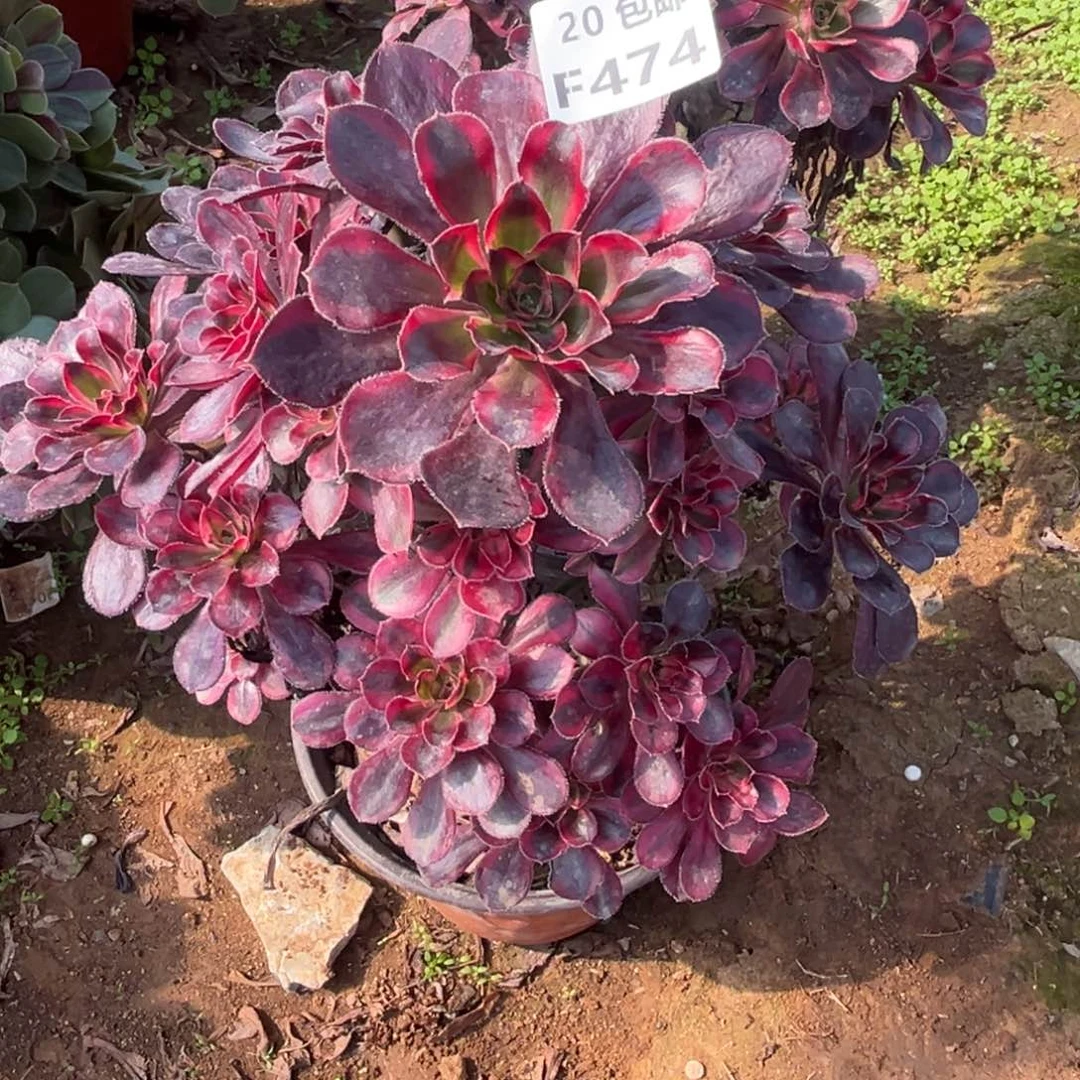 474香奶奶，多肉法师说