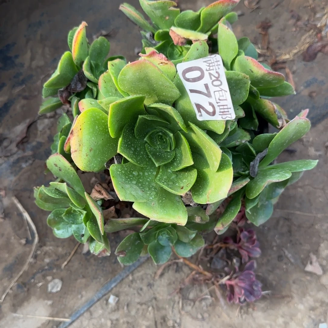 玉龙观音072满20包邮断枝不包