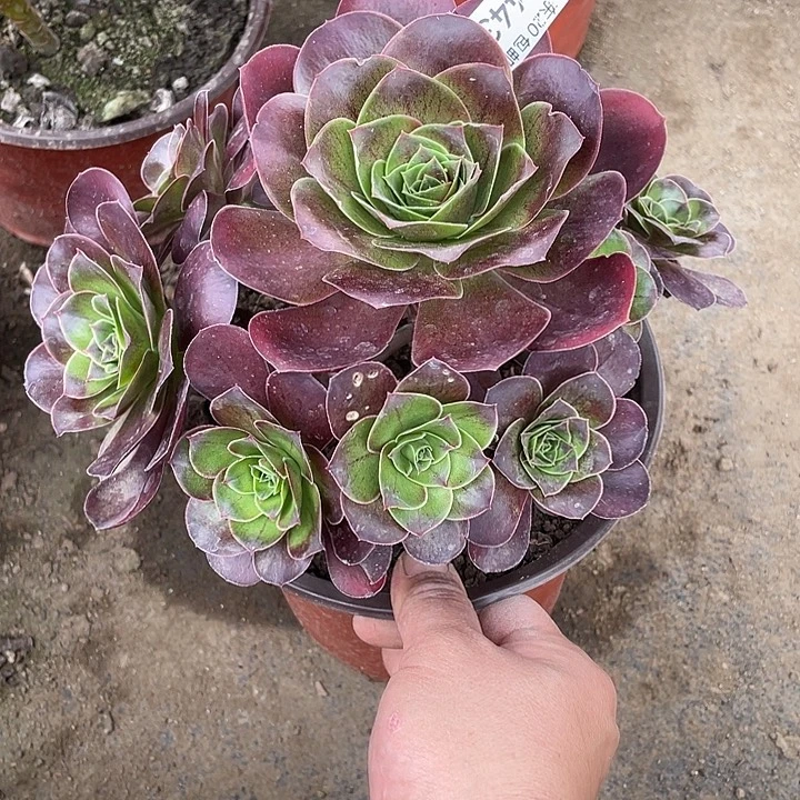 443魅金玫瑰多肉满20包邮