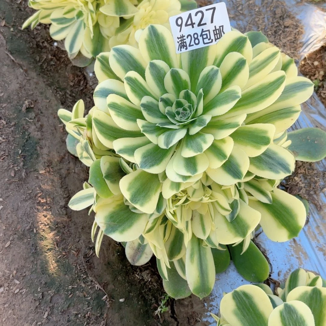 E.   9427辛尼雅多肉