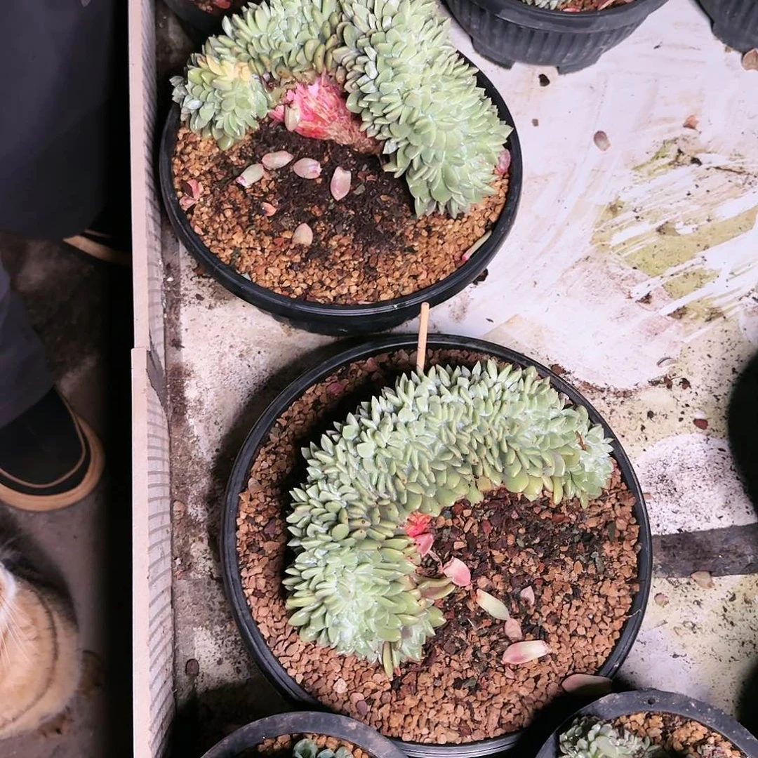 紫*晶紫水晶，星影缀2个316      肉