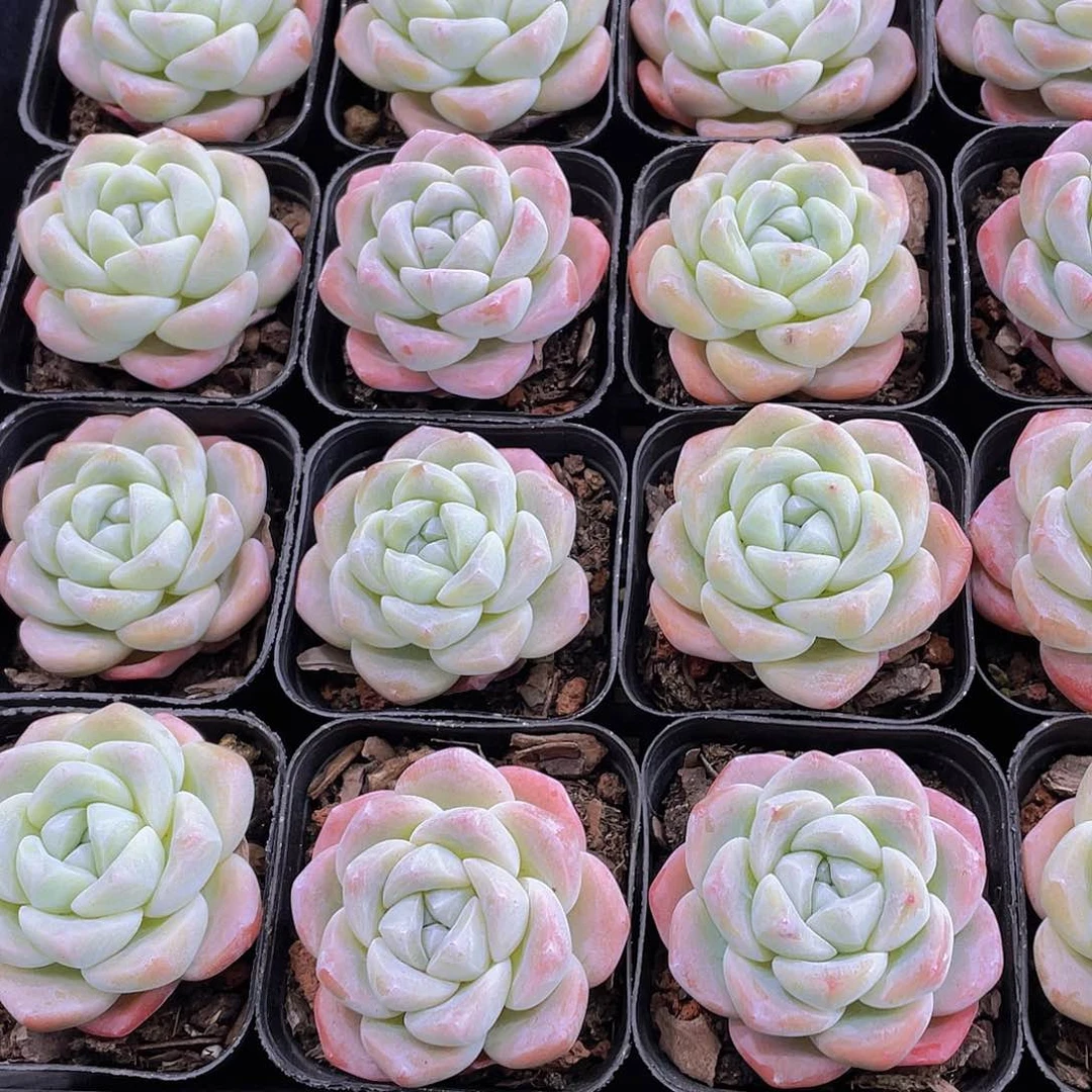 量拍141号 樱花钻石冰玉单头一个