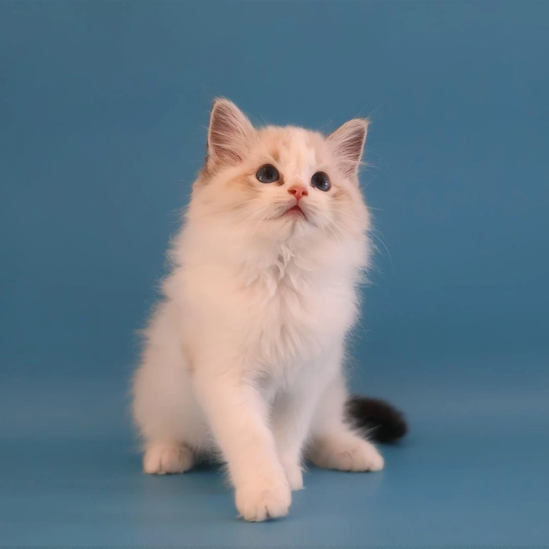 繁育单一品系布偶猫
