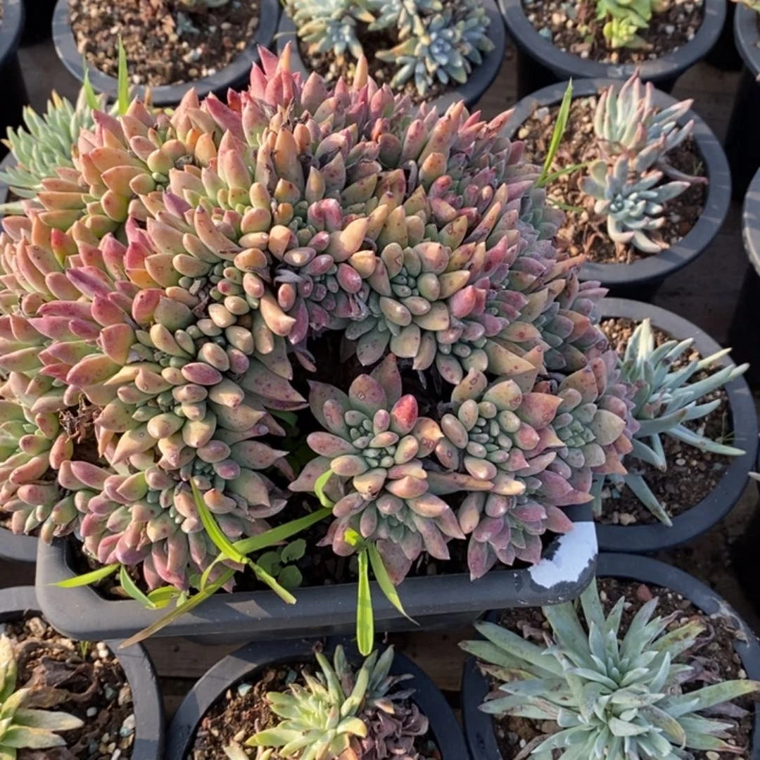 2506哈哈哈哈哈哈哈