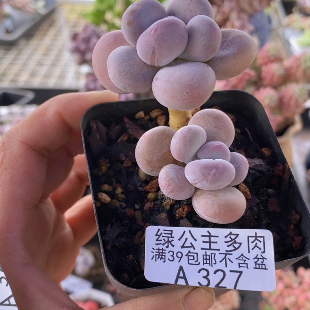 蛋黄奶5cm327多肉植物