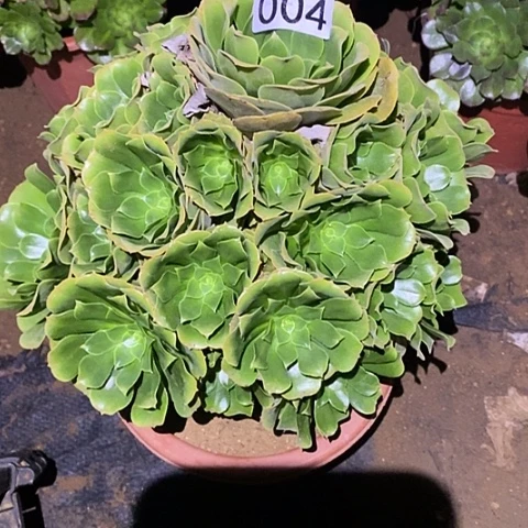 多肉植物法师4绿杨蓉