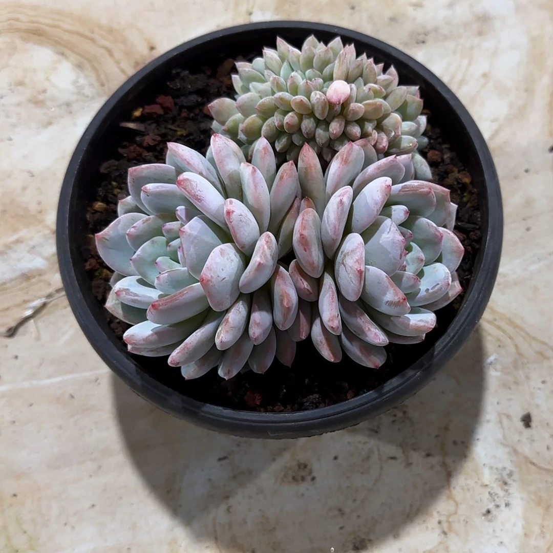 宇***婷星影多肉植物的植物