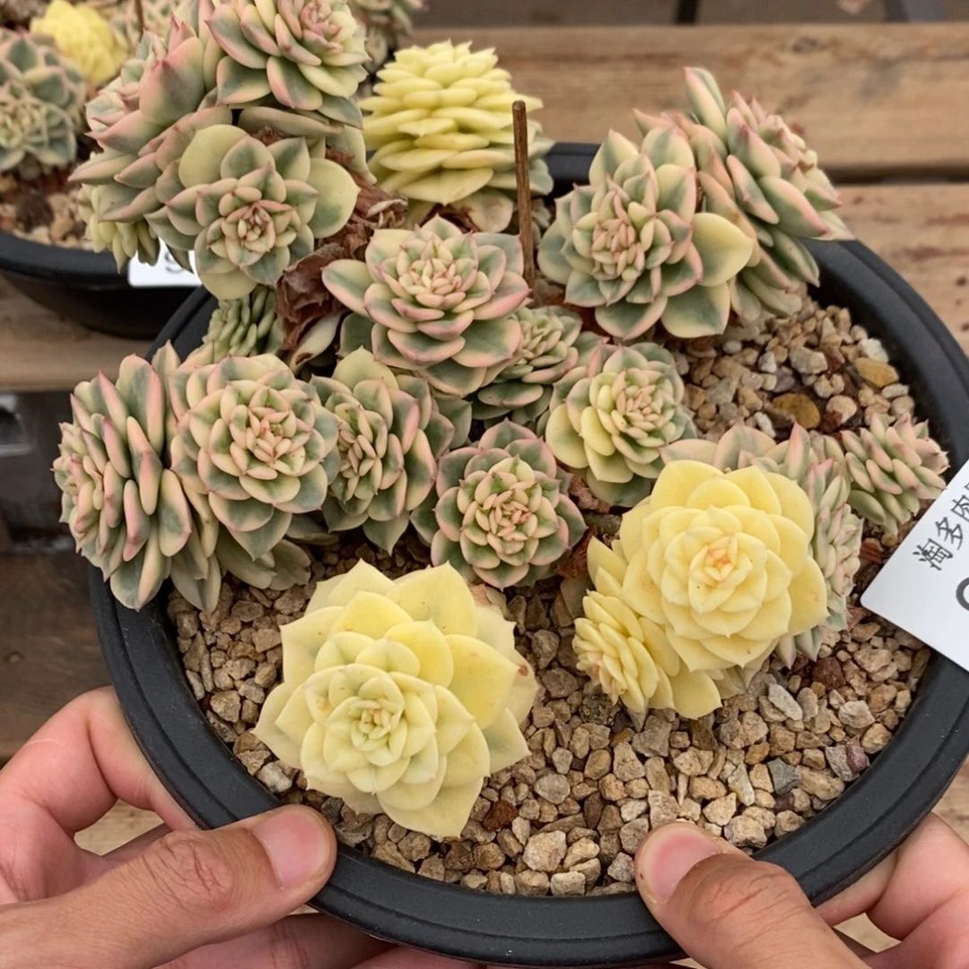 蜡牡丹多肉植物9104