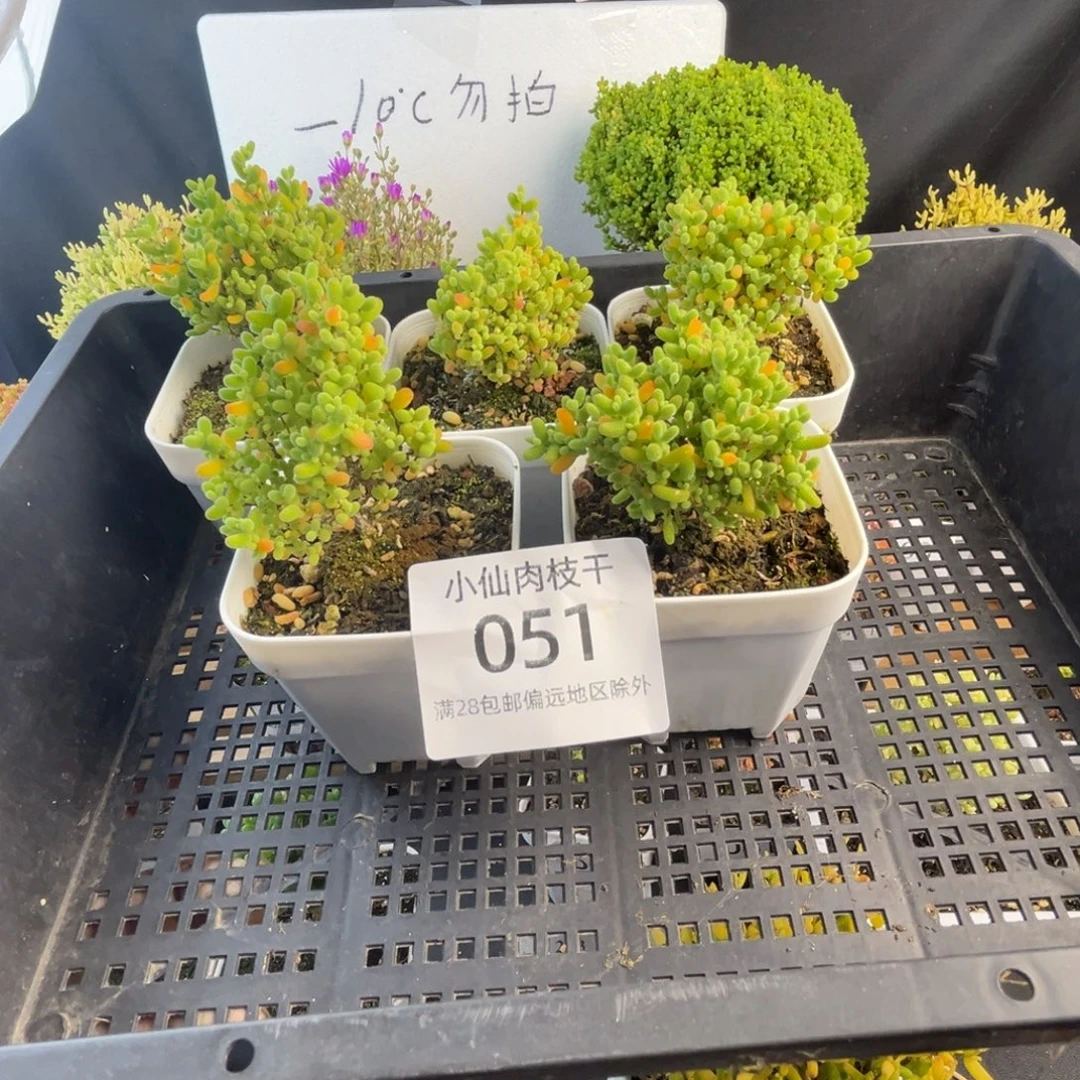 051枝干番杏蜜橘5棵