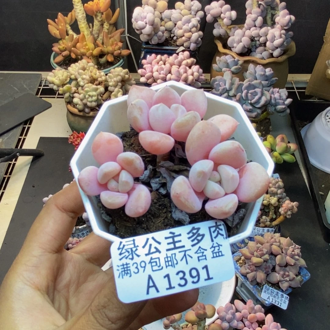 391粉桃花多肉5c m