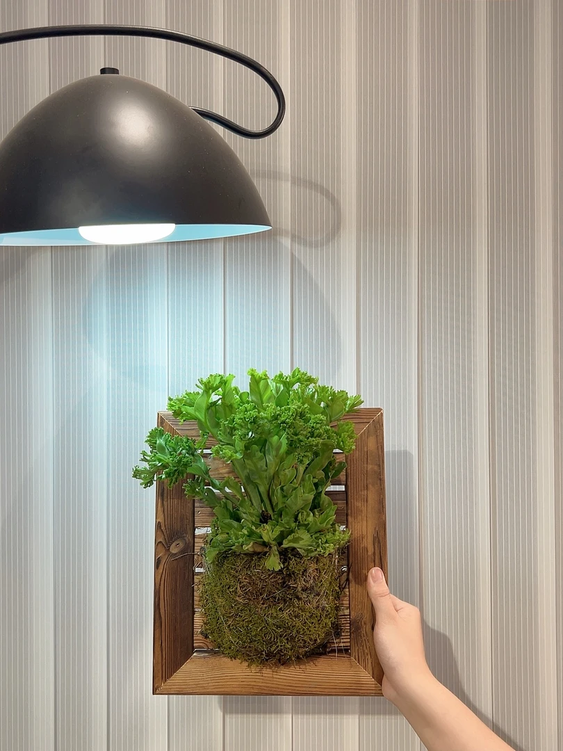 莱斯利鸟巢蕨板植墙面装饰造景植物室内盆栽懒人好养净化空气