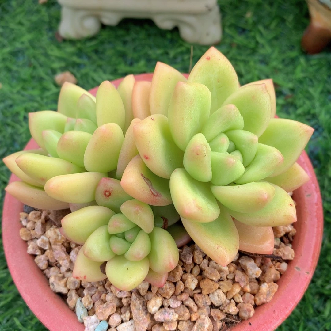青璃美人9 公分一物一拍
