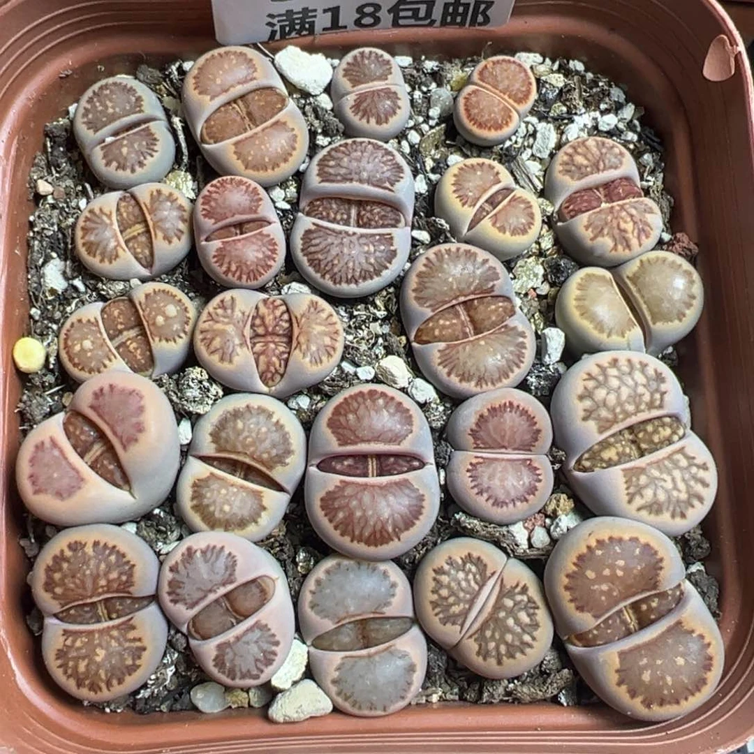 【闪购商品】 982。