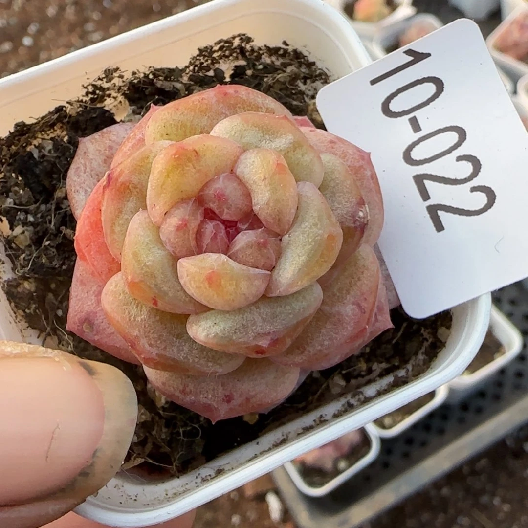 多肉小卡拉米糖心一物一拍