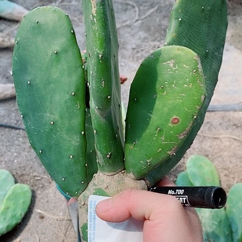 小老桩胭脂仙人掌脱土发货