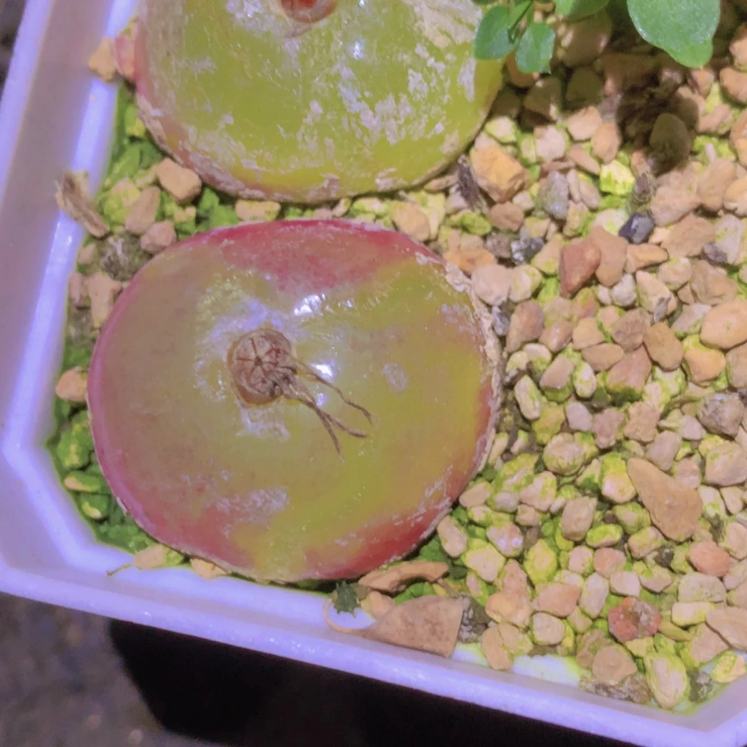 17858655668868958658988