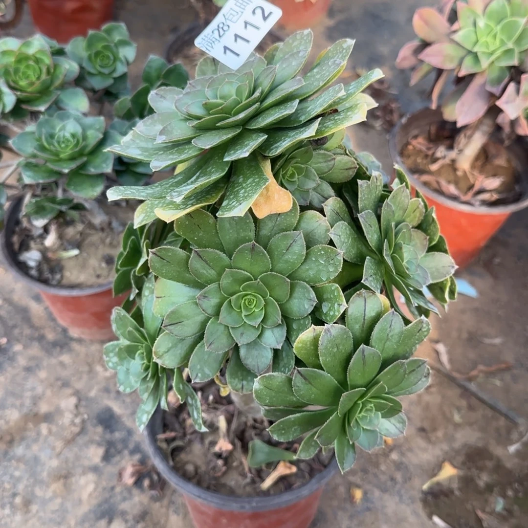 绿豆多肉1112满28包邮断枝不包