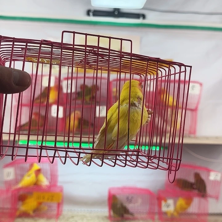 ࿐***⁵虎皮鹦鹉一物一拍