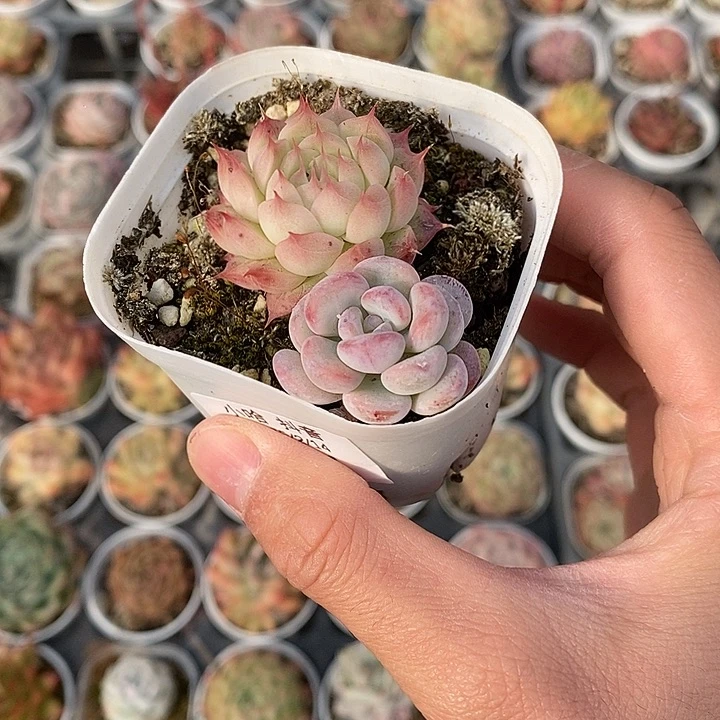 粉色的小可爱251