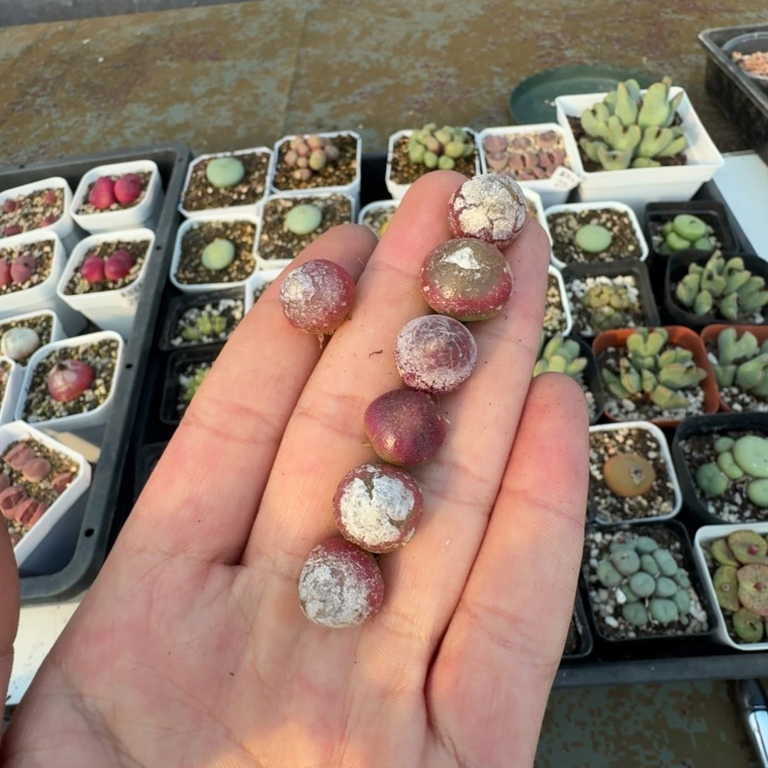 2457。小灯泡一组