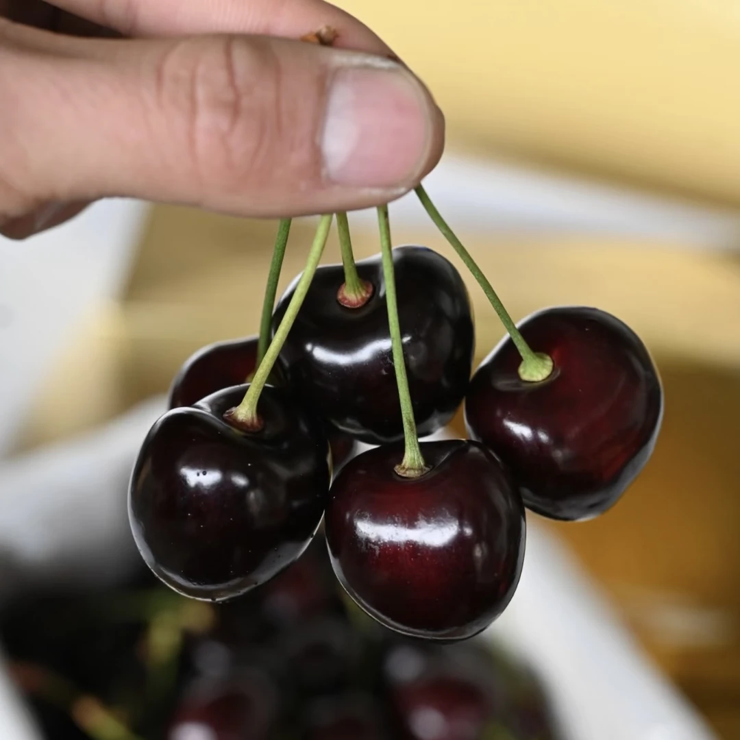 【绿野大叔】智利海运科迪亚Kordia车厘子单JD原箱5斤 内附果径卡