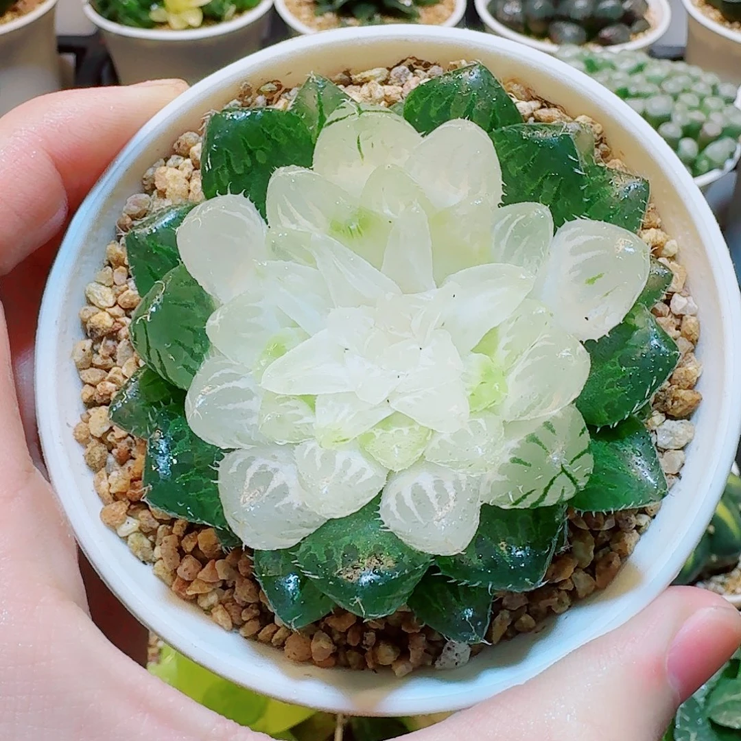 福利，水晶宝莲灯，9.9