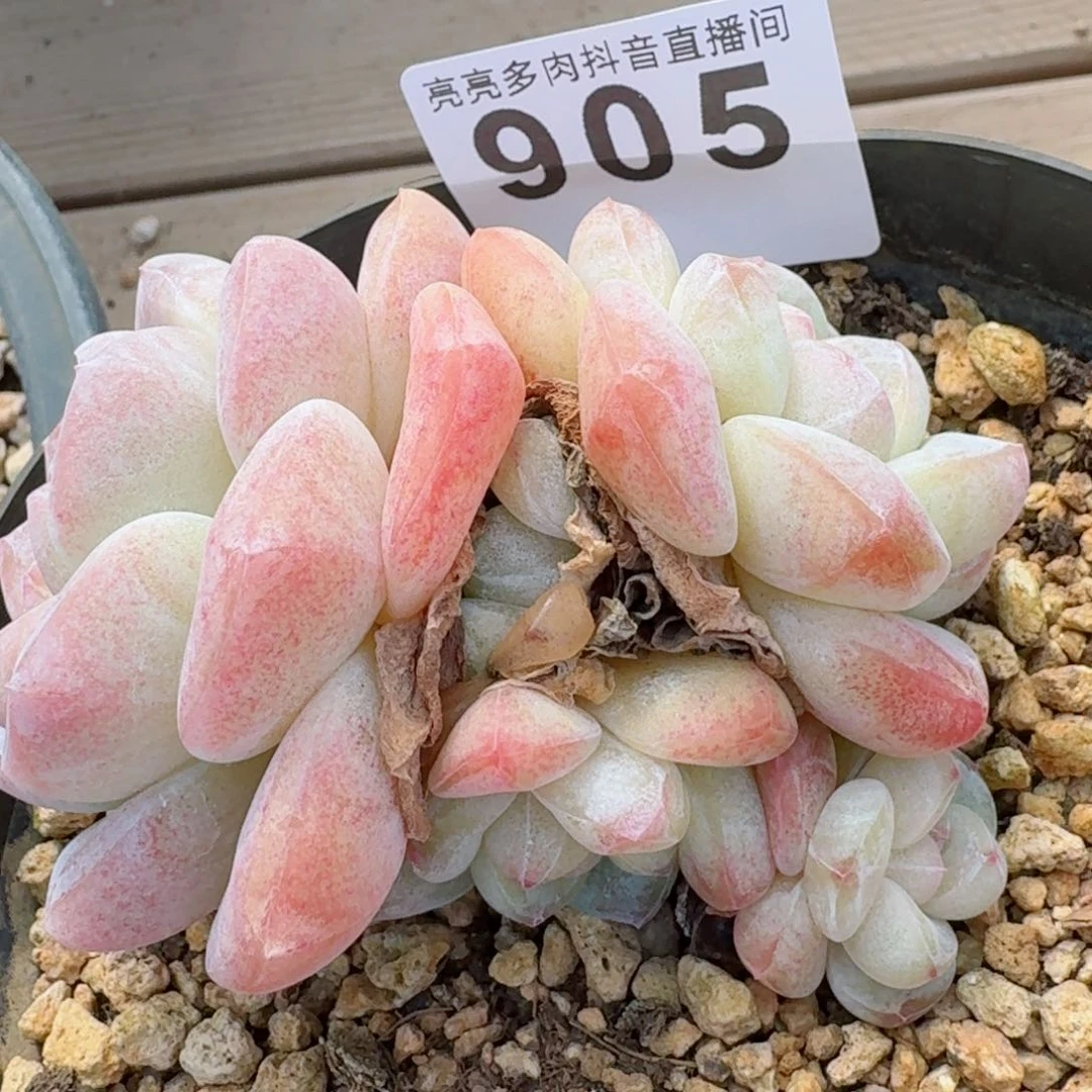 冰玉群生整装无砍