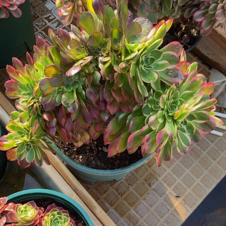 【闪购商品】不****叔3640海王多肉