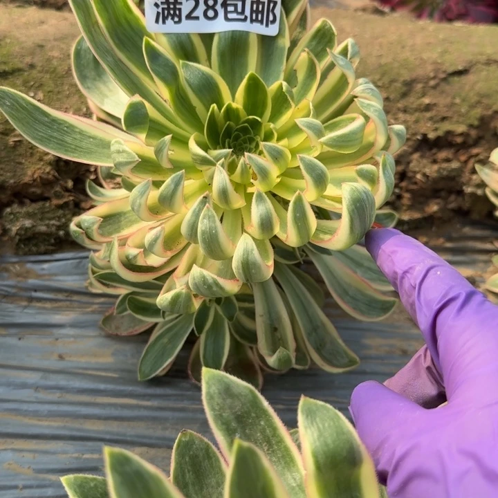 6473一号棚清莲多肉D