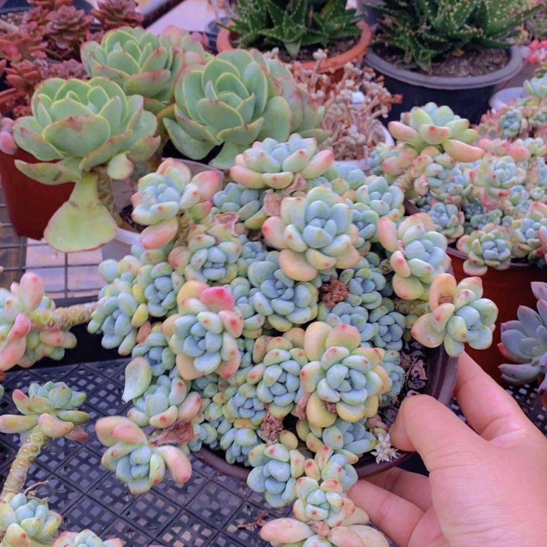 劳尔整桩整群老桩